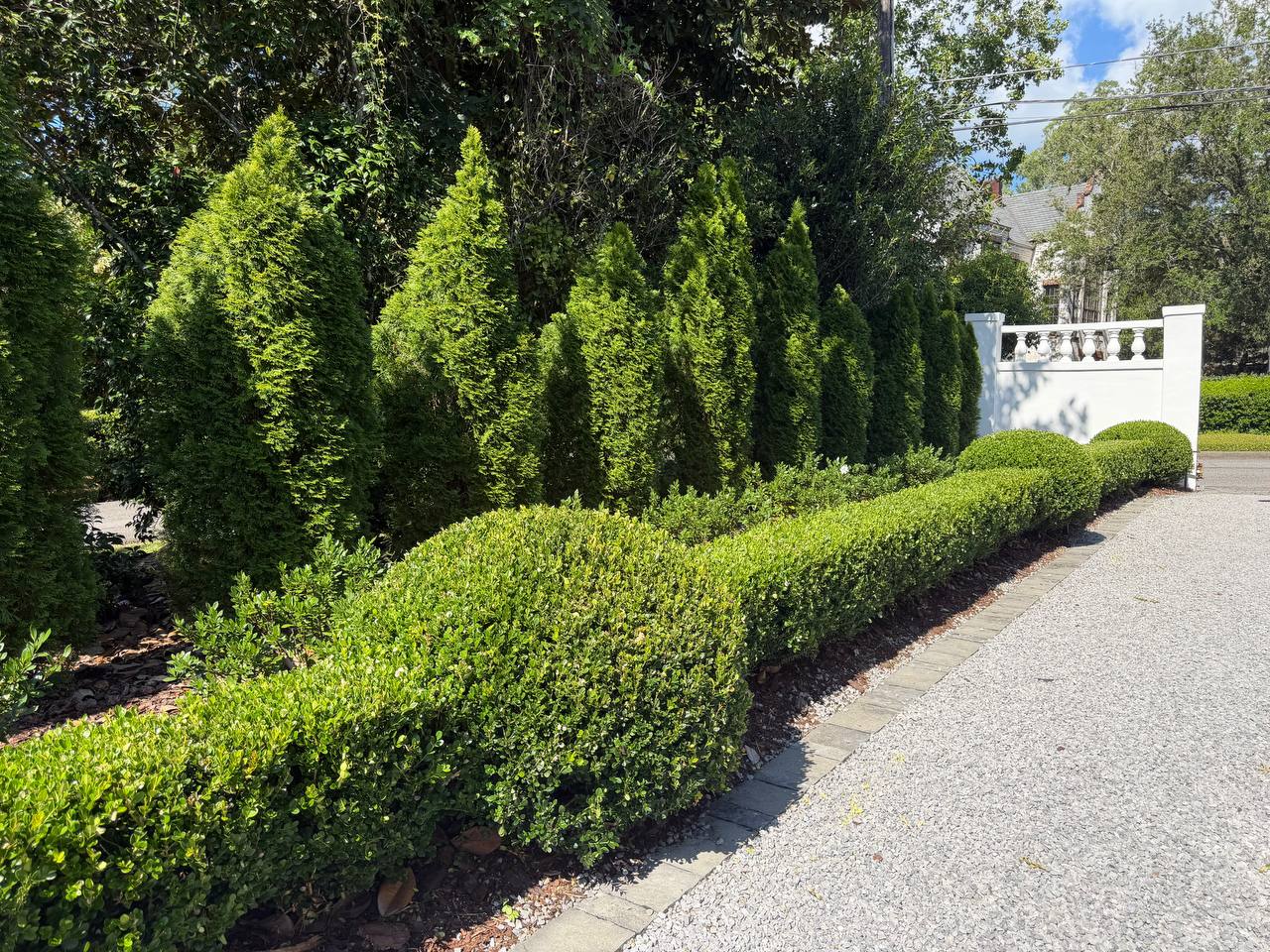 Crisp boxwood hedging and upright evergreens lining a gravel drive