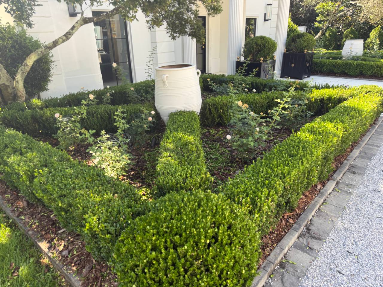 Boxwood parterre framing white roses beside a stately white home