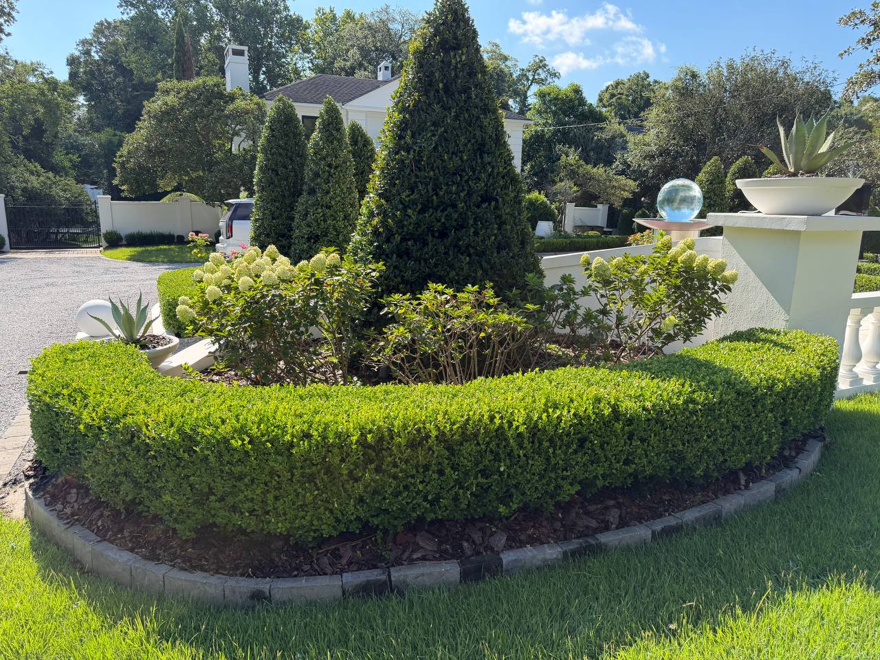 Curved boxwood border around hydrangeas and evergreen structure plantings