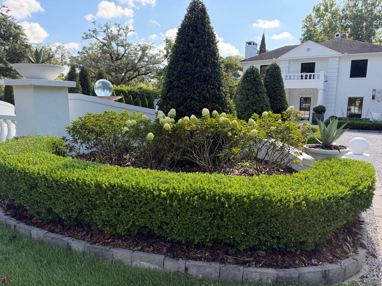 Hydrangea bed framed by clipped boxwood with the home rising beyond