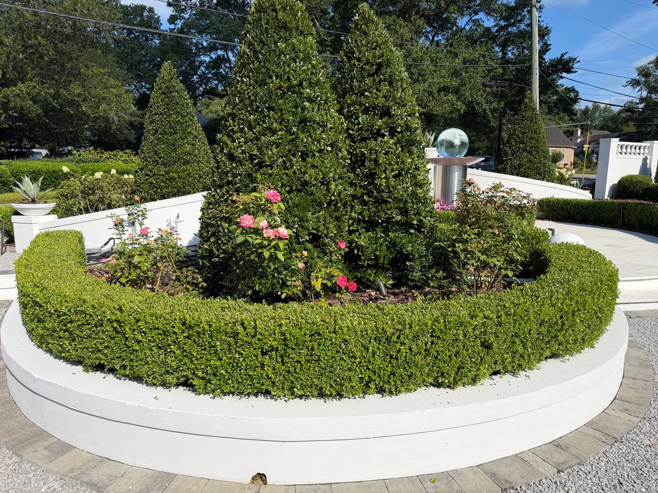Rounded raised planter with clipped boxwood, roses, and tall evergreen forms