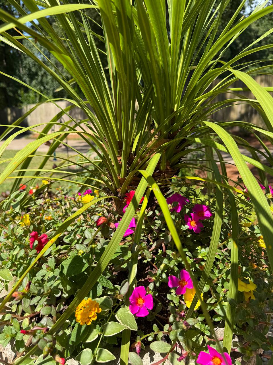 Seasonal color and planter detail 3 at a residential entry landscape